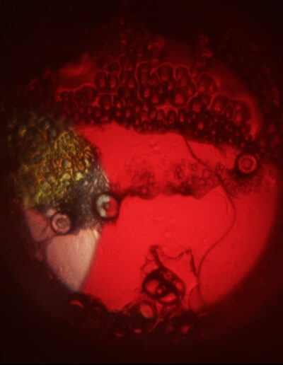 Mya Lurgo, CosmoMania Destinata IV, Vetrino, mixed media, oli colorati, lente d’ingrandimento, proiezione a soffitto o parete, Ø massimo 200 cm, 2006